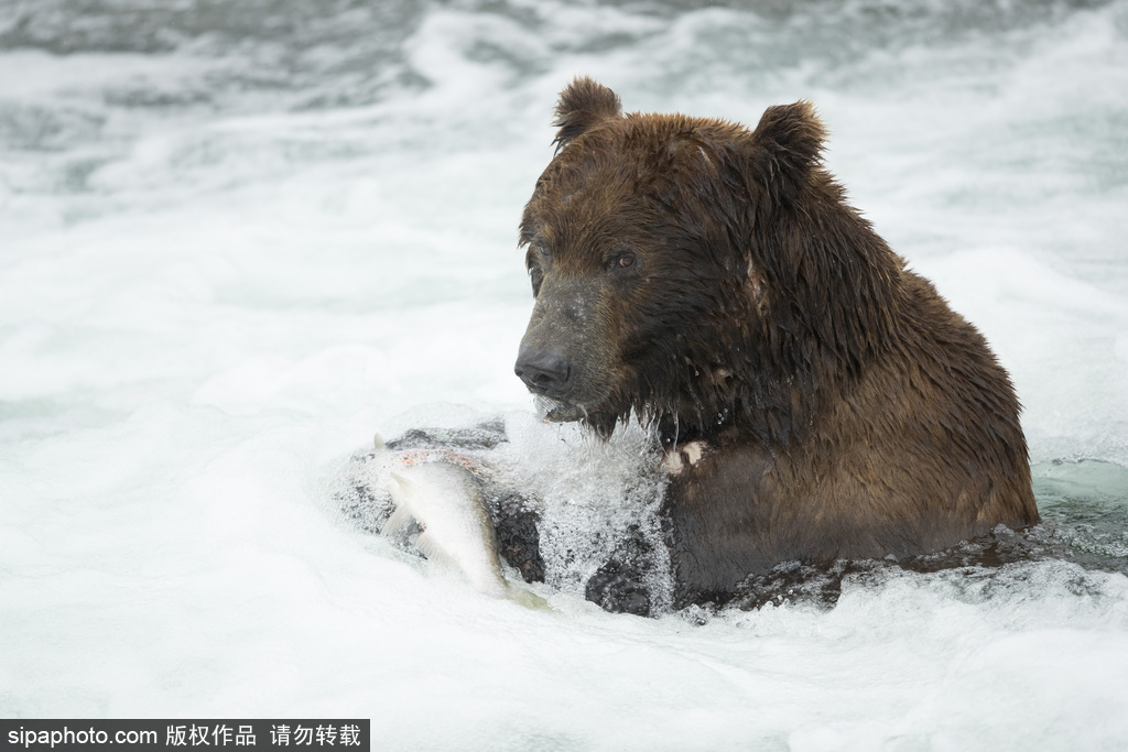 近距离接触饥饿灰熊 体型庞大捕鱼灵活