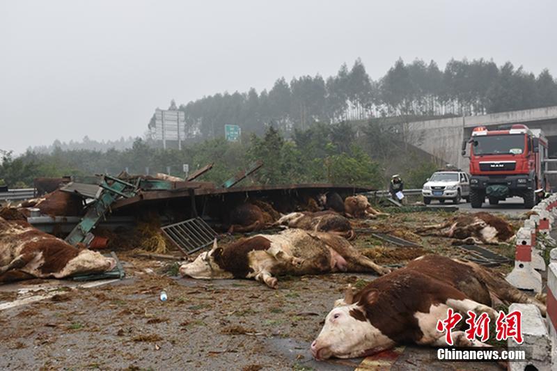 重庆一挂车高速路侧翻 48头牛被摔翻在地