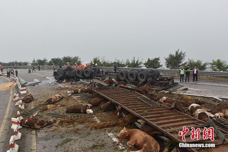 重庆一挂车高速路侧翻 48头牛被摔翻在地