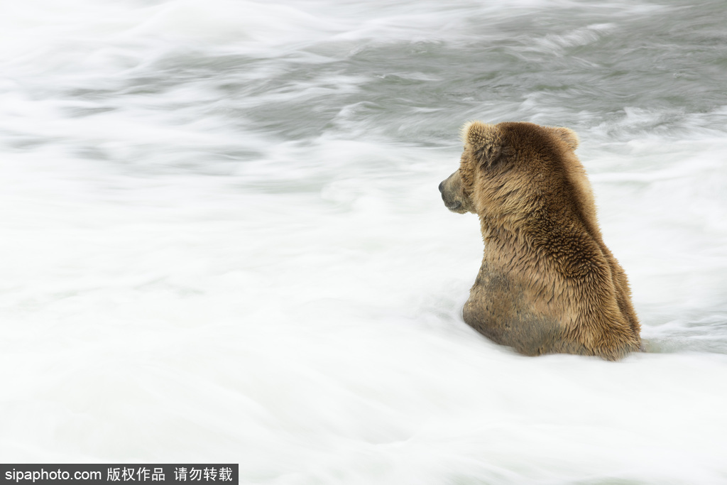 美国阿拉斯加：近距离接触饥饿灰熊 体型庞大捕鱼灵活