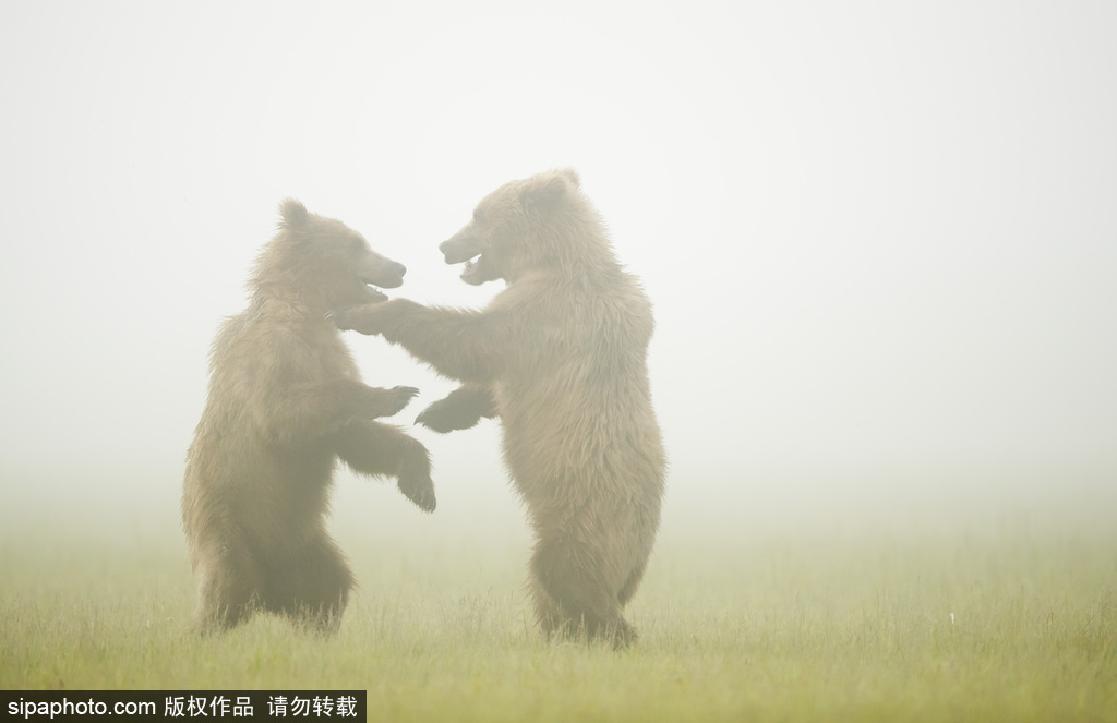 美国阿拉斯加：近距离接触饥饿灰熊 体型庞大捕鱼灵活