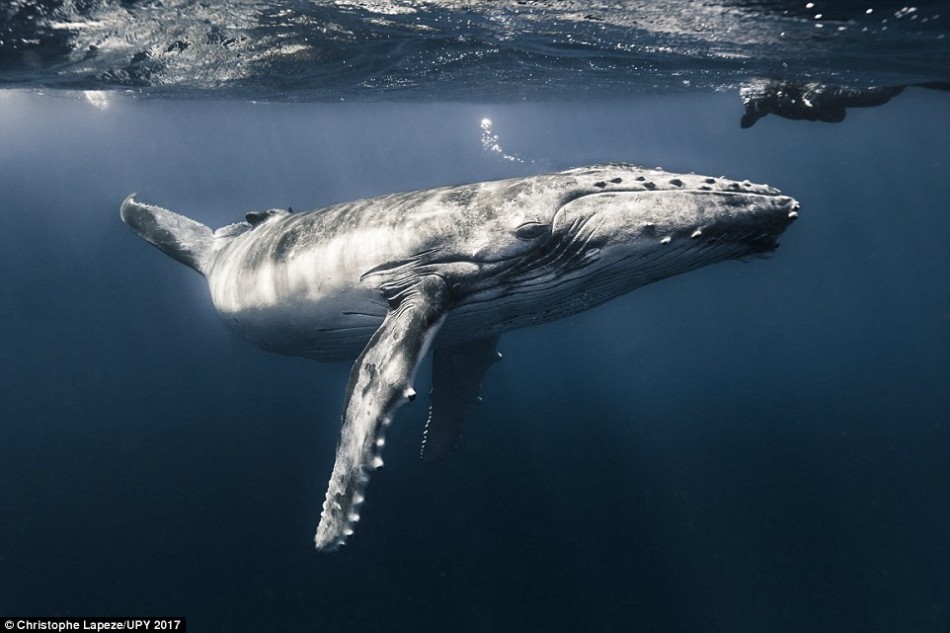 令人震撼的水下摄影：座头鲸吞食磷虾