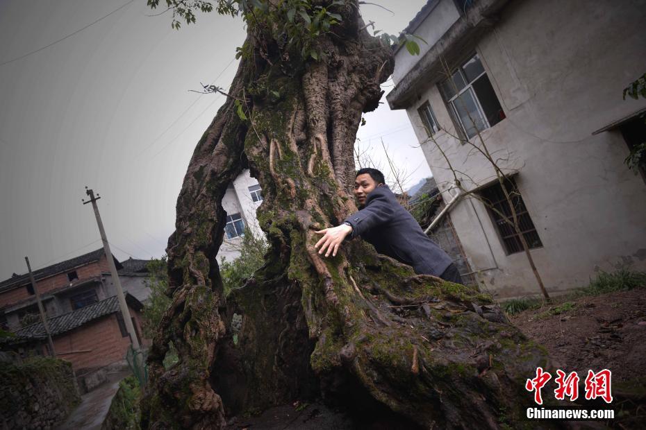 重庆一村庄现“树坚强” 根部成空心后依然存活