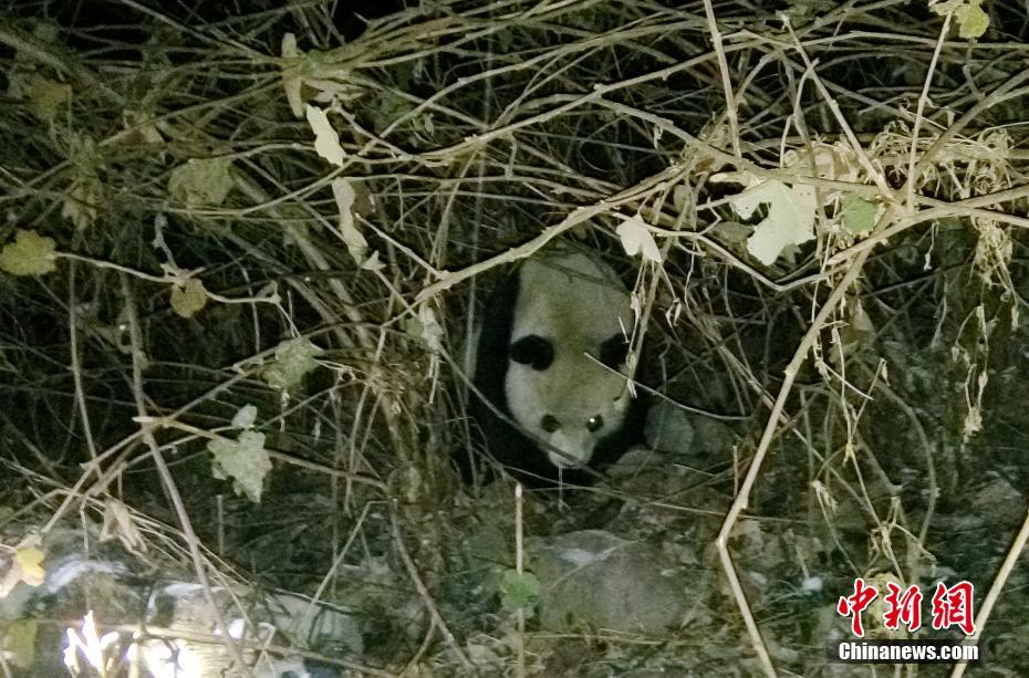 四川乐山一天内发现两只野生大熊猫