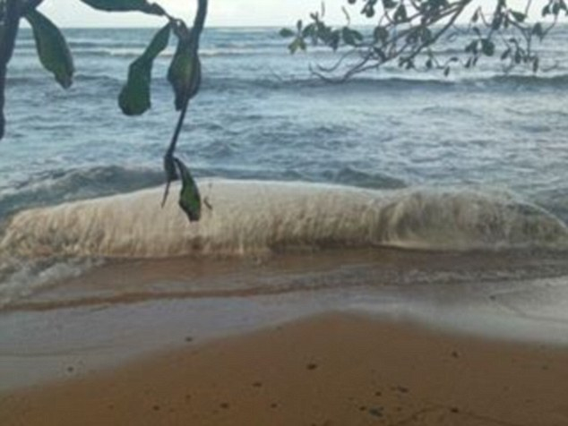 菲律宾海滩现不明生物 身长6米长满白毛