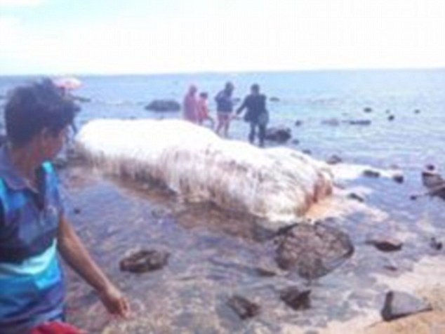 菲律宾海滩现不明生物 身长6米长满白毛