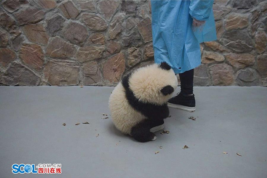 揭秘熊猫保姆工作 陪耍高兴是工作之一