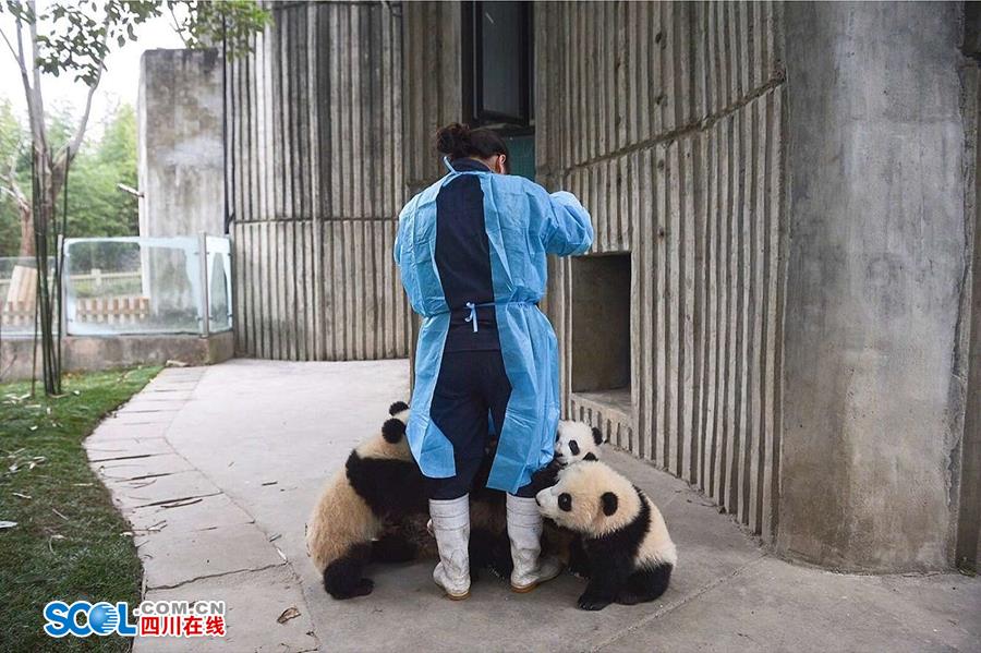 揭秘熊猫保姆工作 陪耍高兴是工作之一
