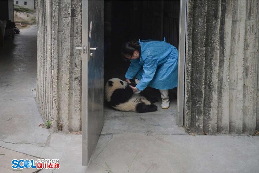 揭秘熊猫保姆工作 陪耍高兴是工作之一