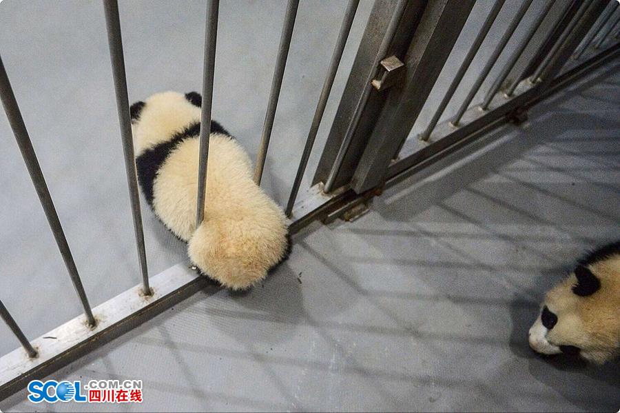揭秘熊猫保姆工作 陪耍高兴是工作之一