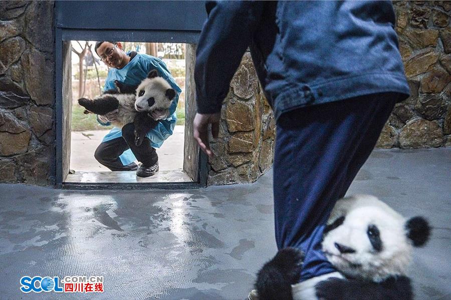 揭秘熊猫保姆工作 陪耍高兴是工作之一