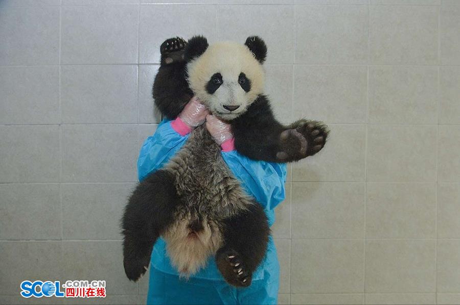 揭秘熊猫保姆工作 陪耍高兴是工作之一