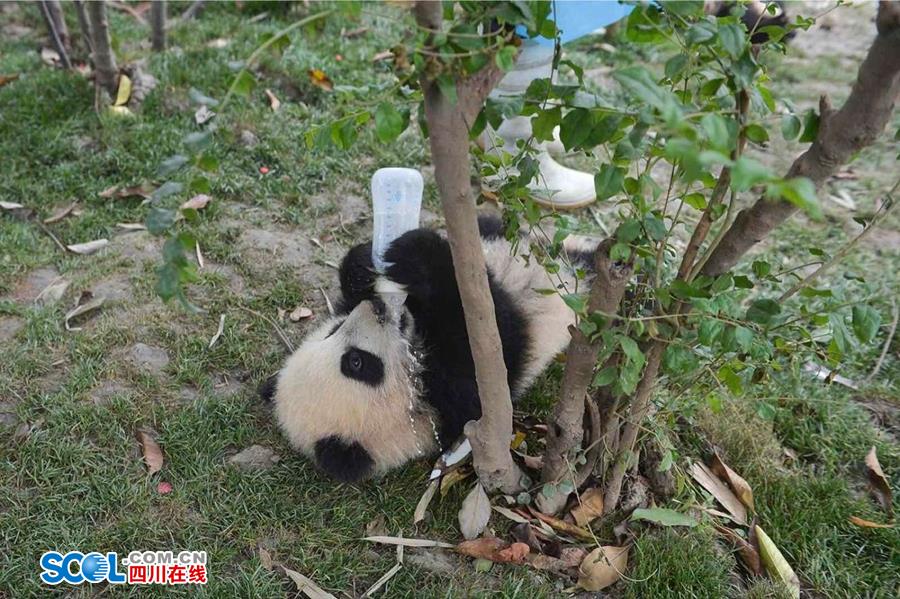 揭秘熊猫保姆工作 陪耍高兴是工作之一