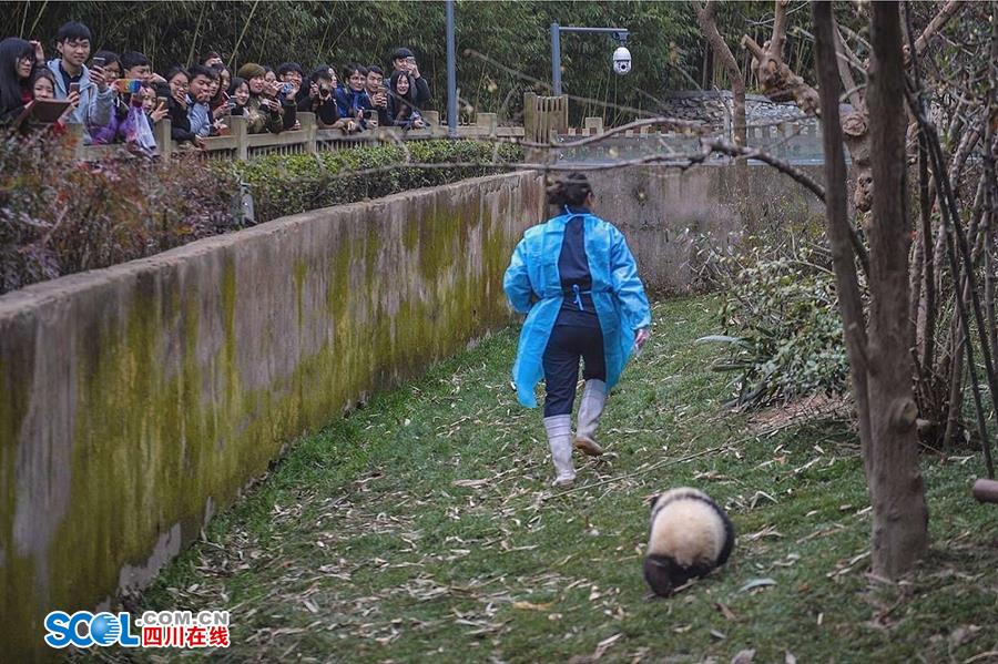 揭秘熊猫保姆工作 陪耍高兴是工作之一