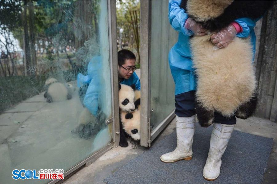 揭秘熊猫保姆工作 陪耍高兴是工作之一