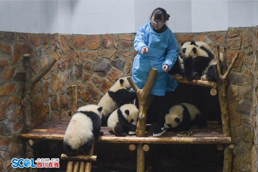揭秘熊猫保姆工作 陪耍高兴是工作之一