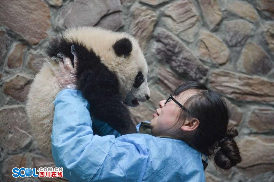 揭秘熊猫保姆工作 陪耍高兴是工作之一