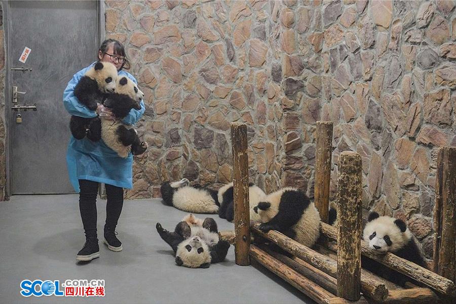 揭秘熊猫保姆工作 陪耍高兴是工作之一