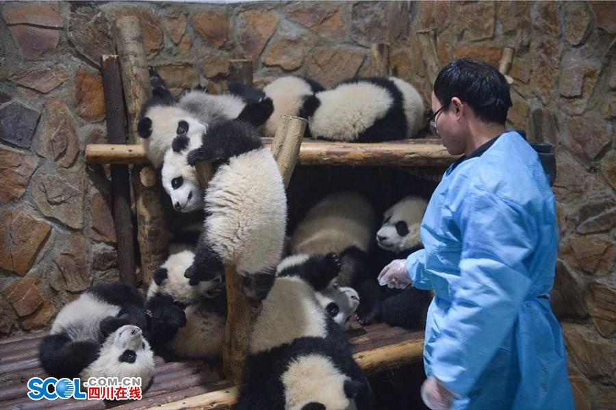 揭秘熊猫保姆工作 陪耍高兴是工作之一