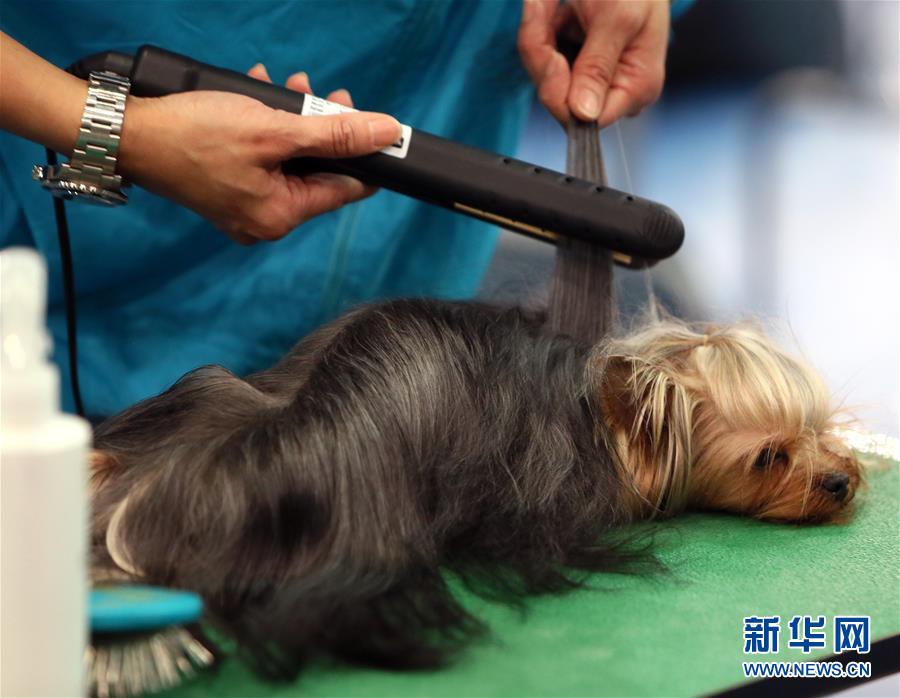 香港宠物节举行宠物美容大赛