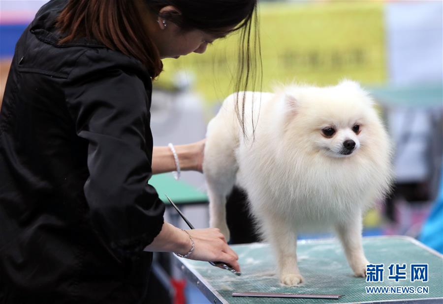 香港宠物节举行宠物美容大赛