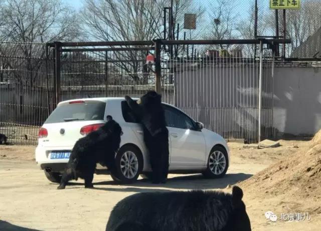 北京野生动物园轿车遭黑熊围堵 熊爪伸进车内