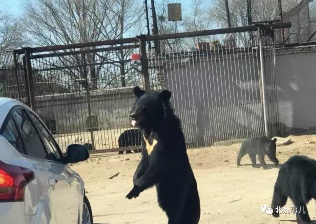 北京野生动物园轿车遭黑熊围堵 熊爪伸进车内