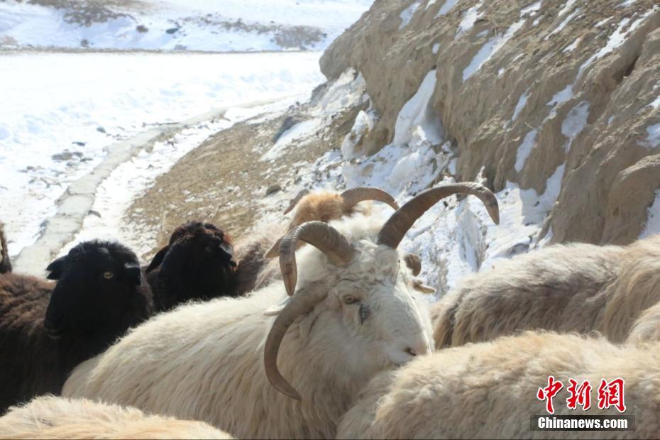 新疆昭苏县发现罕见四角羊