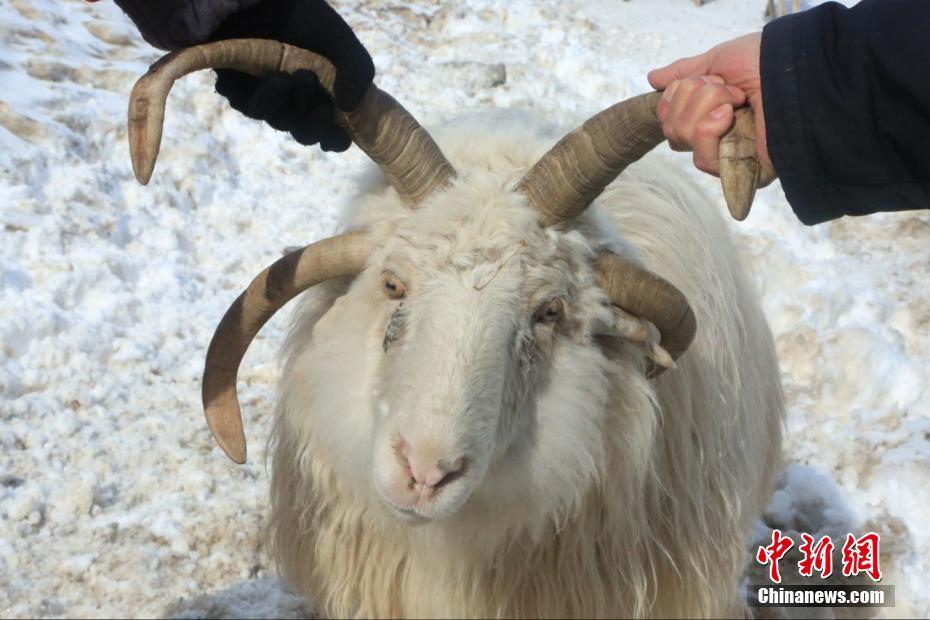 新疆昭苏县发现罕见四角羊