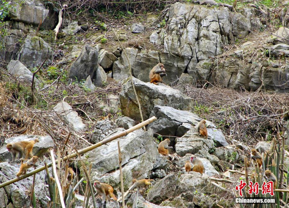 百余只野生猴广西山村安家 村民自发喂养