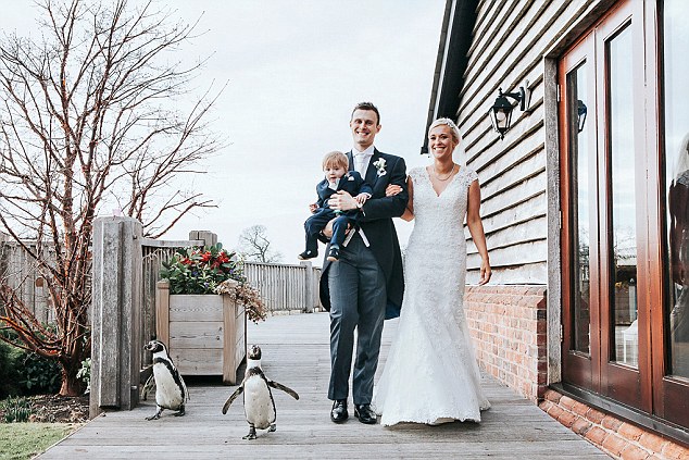 英夫妇邀请企鹅参加婚礼 大摇大摆实力抢镜