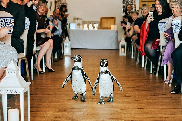 英夫妇邀请企鹅参加婚礼 大摇大摆实力抢镜