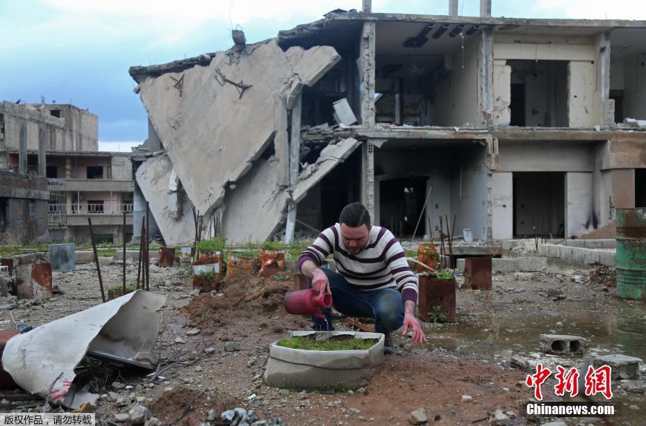 叙利亚前足球运动员变农夫 废弃楼顶上育苗