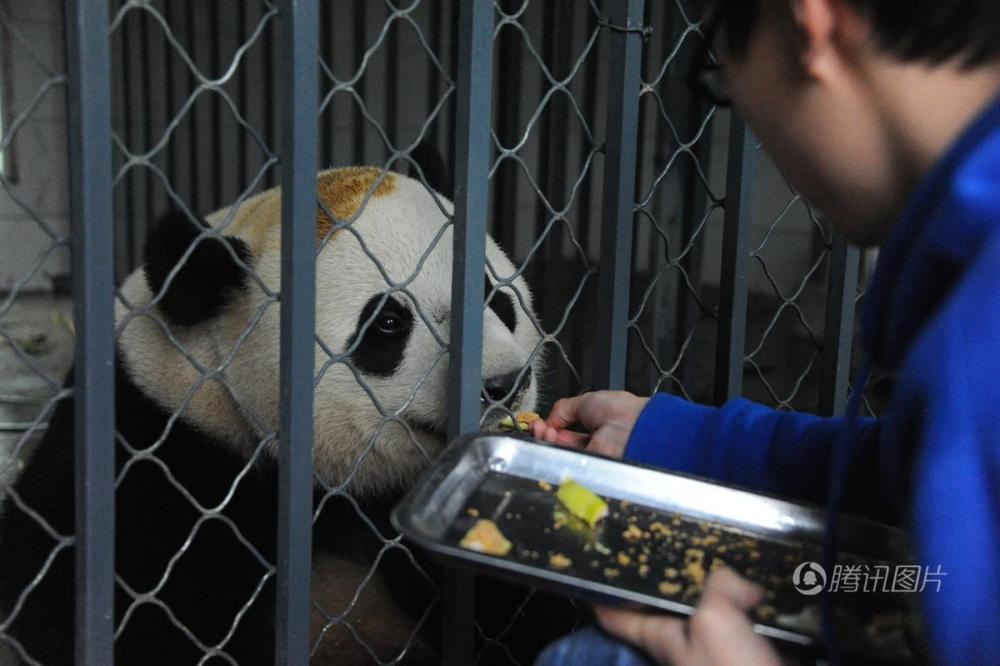成都：熊猫“宝宝”回国入乡随俗吃窝窝头