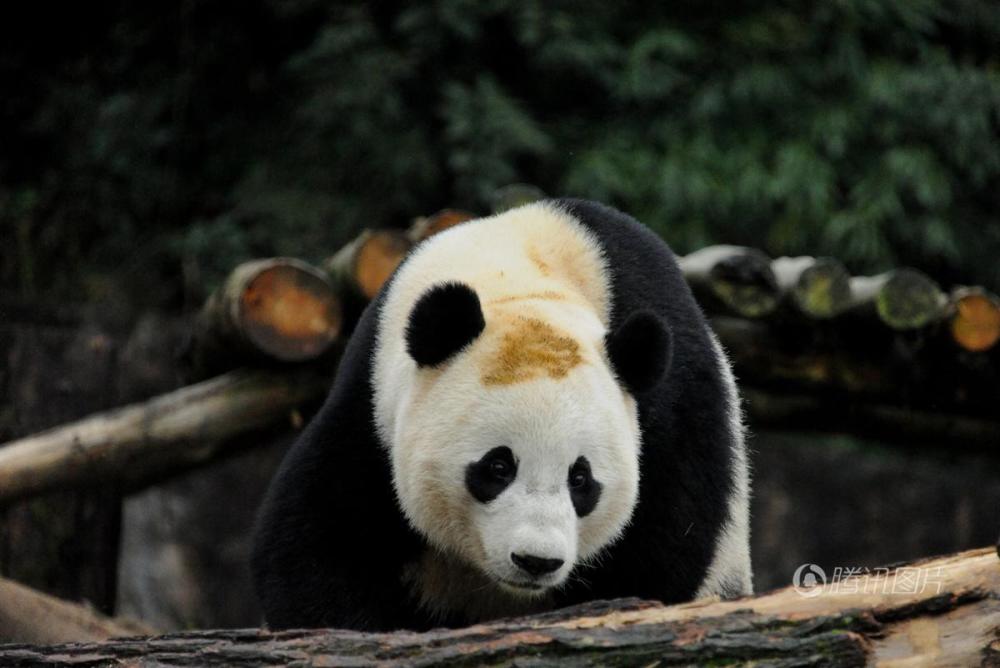 成都：熊猫“宝宝”回国入乡随俗吃窝窝头