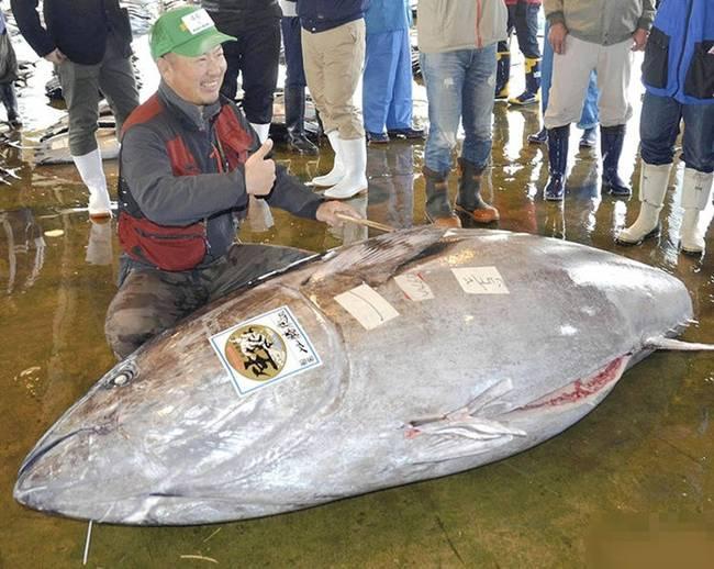日本渔民捕获446公斤金枪鱼 体长近3米卖18万