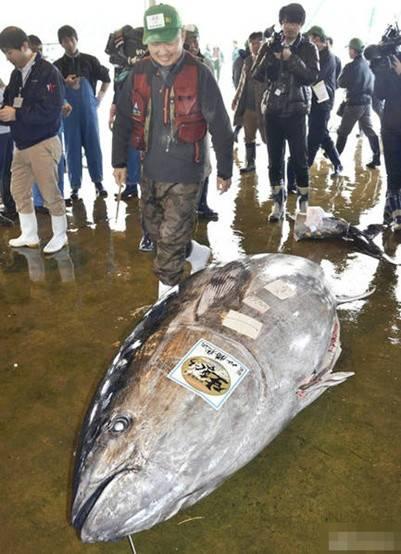 日本渔民捕获446公斤金枪鱼 体长近3米卖18万