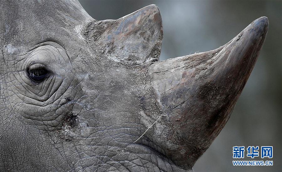 法国动物园一头白犀牛遭猎杀