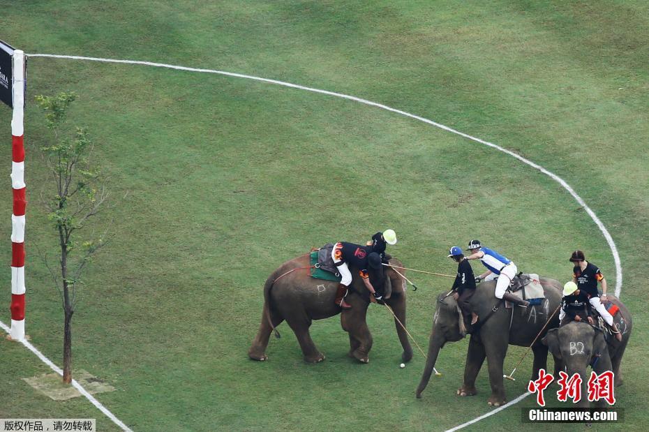 见过大象跑步吗？泰国大象马球锦标赛 “大块头”满场跑
