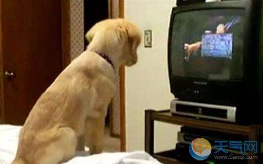柴犬爱看电视走红 主人:它就跟我的家人一样【图】