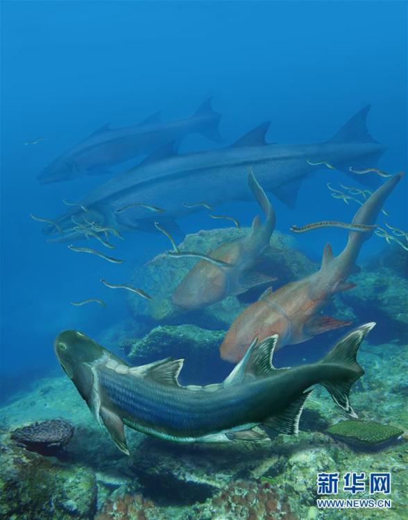 科学家发现4.2亿年前新种鱼化石 鳞片似铠甲