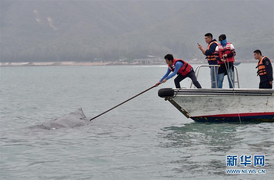 抹香鲸被渔网缠3小时 获救后不肯离去