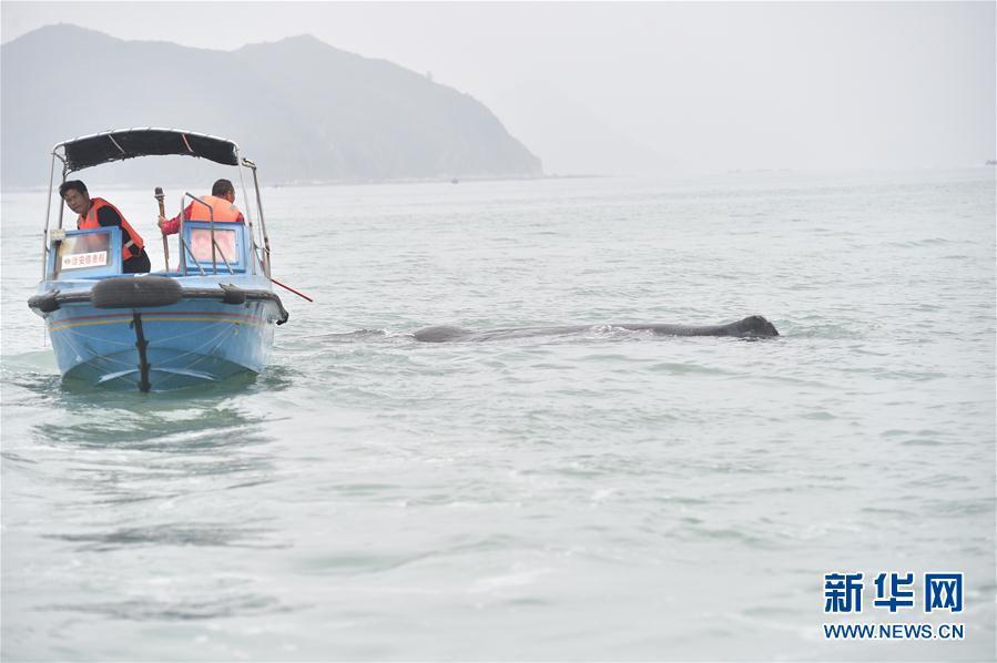 抹香鲸被渔网缠3小时 获救后不肯离去
