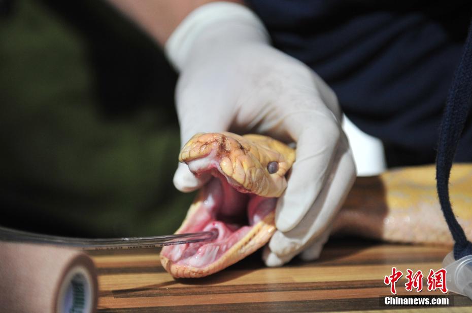 云南野生动物园兽医对4米蟒蛇进行口腔检查