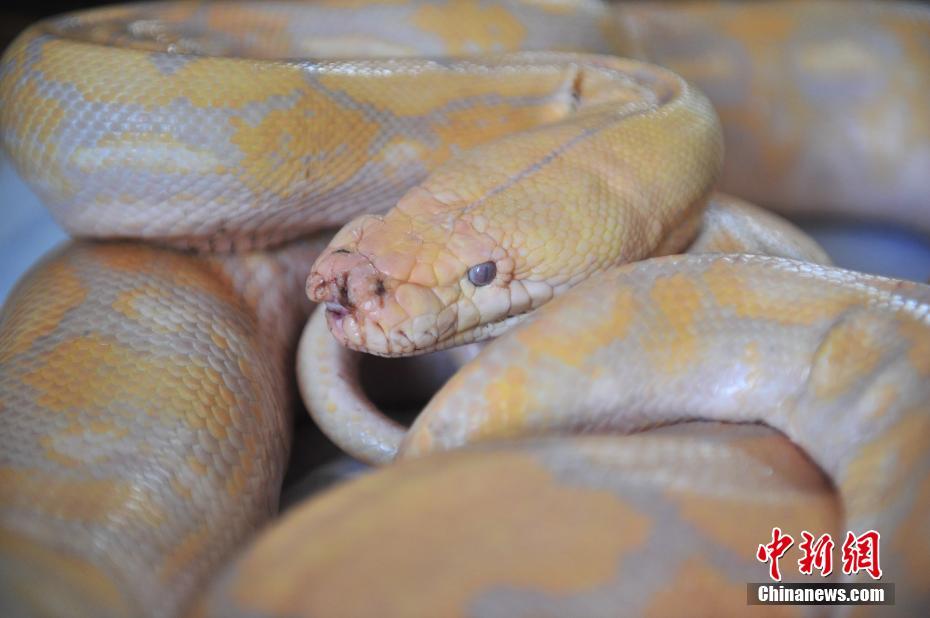 云南野生动物园兽医对4米蟒蛇进行口腔检查
