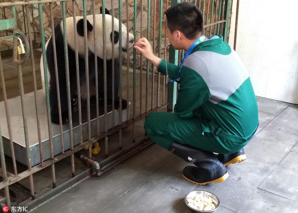 大熊猫饲养员的一天：我们是抱大腿的友情