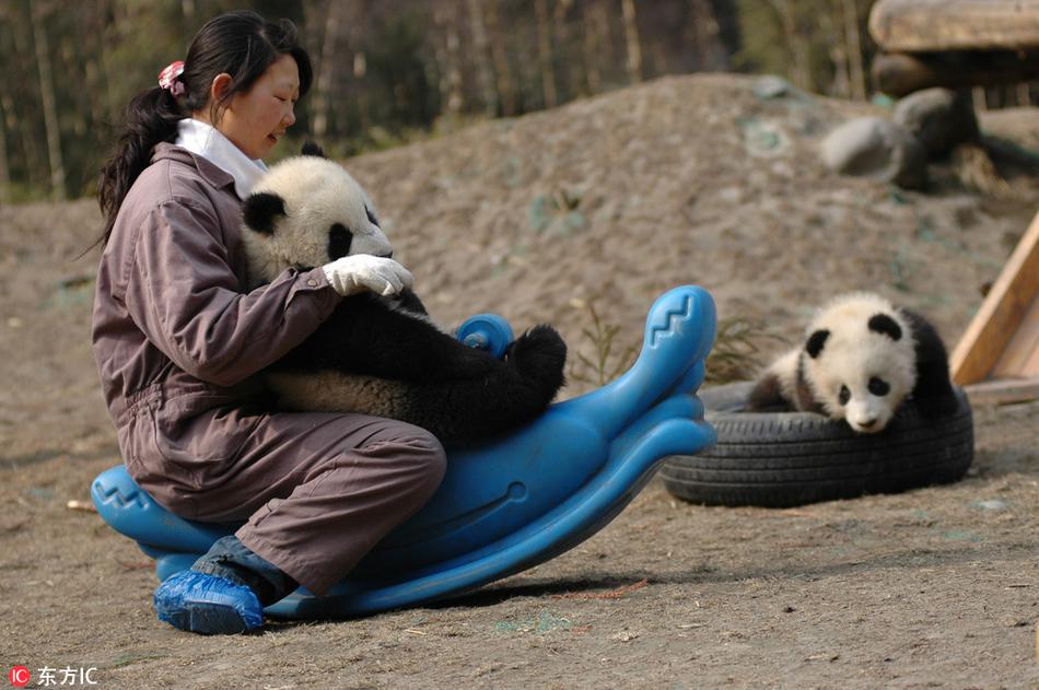 大熊猫饲养员的一天：我们是抱大腿的友情