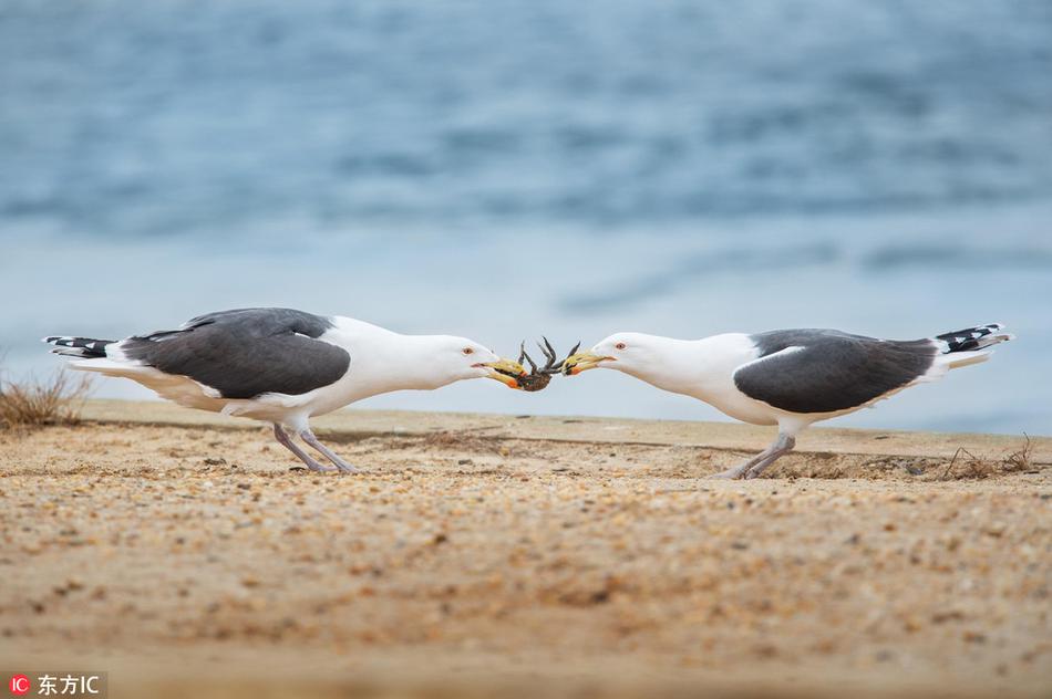 两只海鸥抢食上演拉锯战：心疼被撕来扯去的那只螃蟹！
