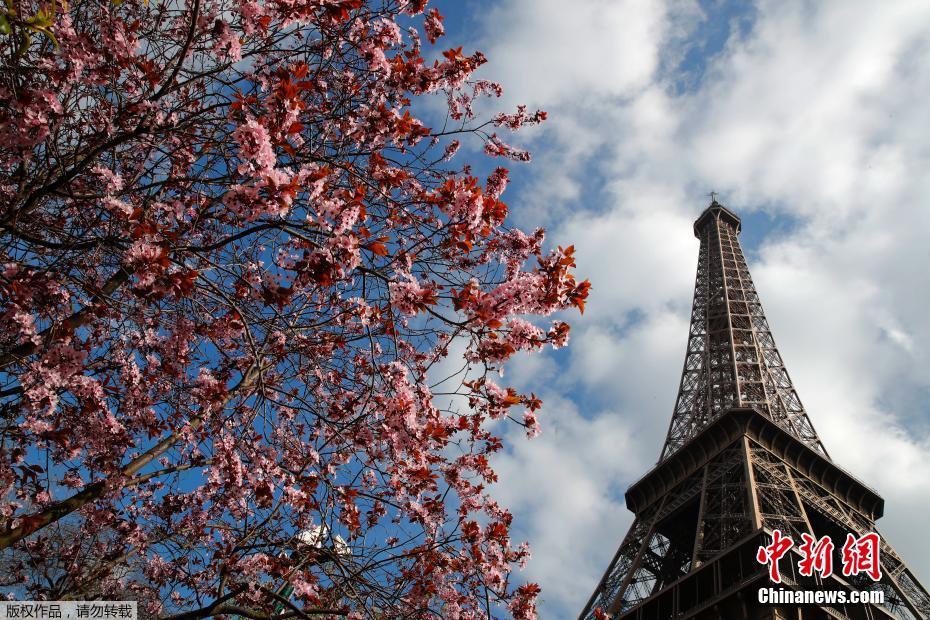 巴黎迎来好天气 埃菲尔铁塔下花团锦簇