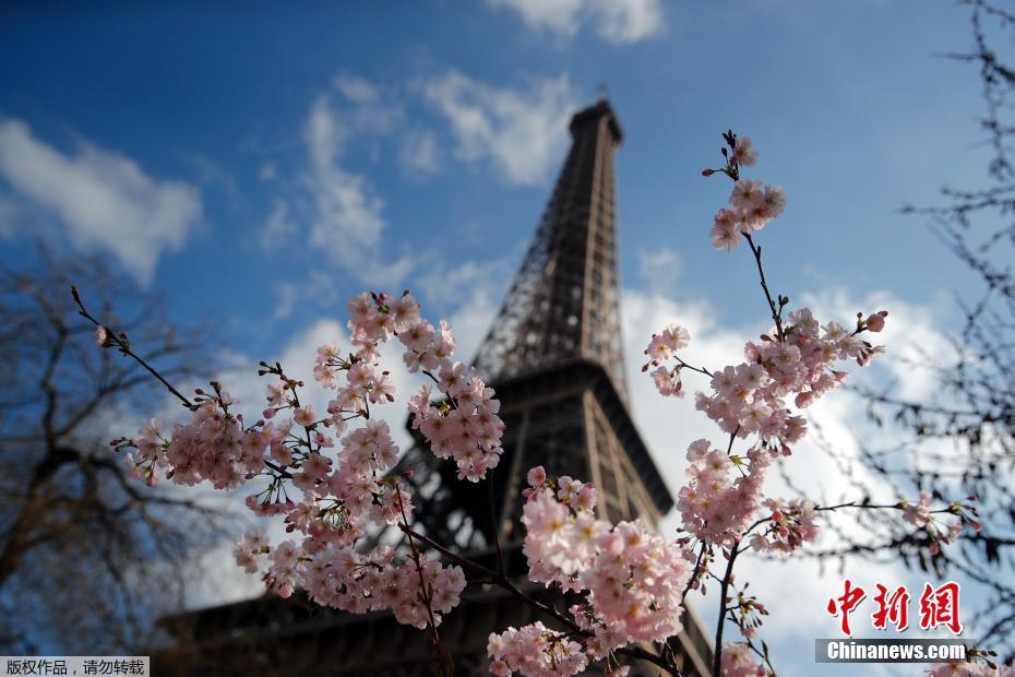 巴黎迎来好天气 埃菲尔铁塔下花团锦簇